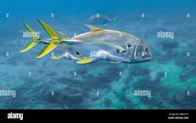 Image result for Caranx hippos