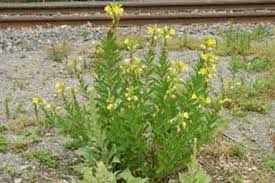 Image result for Oenothera biennis