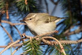 Image result for Phylloscopus humei
