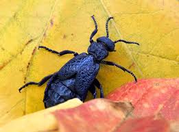 Attēlu rezultāti vaicājumam “Meloe sp. imago”