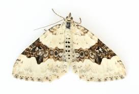 Attēlu rezultāti vaicājumam “Xanthorhoe montanata”