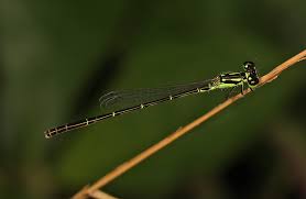 Attēlu rezultāti vaicājumam “Comatricha fragilis”