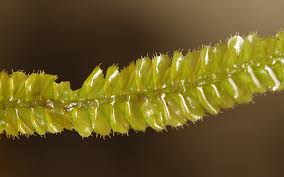 Attēlu rezultāti vaicājumam “Plagiochila porelloides sporophyte”