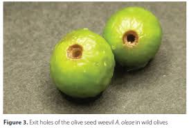 Attēlu rezultāti vaicājumam “Enteridium olivaceum macro”