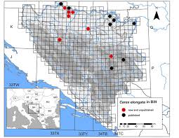 Attēlu rezultāti vaicājumam “Carex elongata”