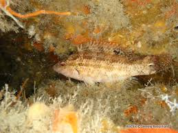 Image result for Symphodus bailloni