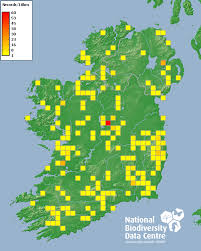 Attēlu rezultāti vaicājumam “Psithyrus sylvestris”