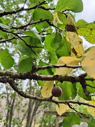 Attēlu rezultāti vaicājumam “Prunus domestica subsp. insitita fruit”
