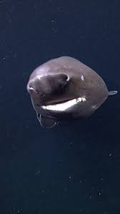 Image result for Somniosus pacificus