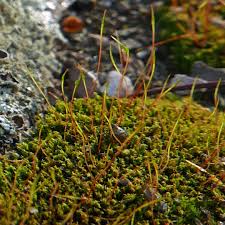Attēlu rezultāti vaicājumam “Seligeria donniana sporophyte”