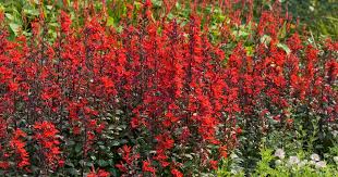 Image result for Lobelien