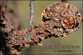 Attēlu rezultāti vaicājumam “Melanohalea olivacea”