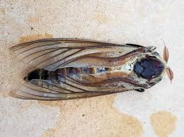 Attēlu rezultāti vaicājumam “Cossidae”