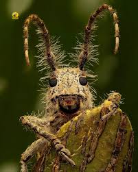 Attēlu rezultāti vaicājumam “Licea pusilla macro”