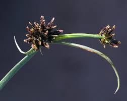 Attēlu rezultāti vaicājumam “Cyperus fuscus fruit”