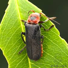 Attēlu rezultāti vaicājumam “Cantharis rustica”