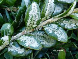 Attēlu rezultāti vaicājumam “Fellhanera subtilis”