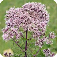 Image result for Eupatorium cannabinum