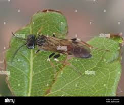 Attēlu rezultāti vaicājumam “Allantus cinctus”