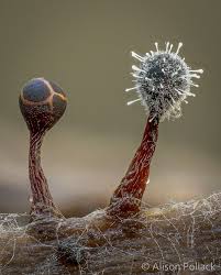 Attēlu rezultāti vaicājumam “Colloderma oculatum spores”