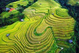 Attēlu rezultāti vaicājumam “Dicranodontium denudatum”