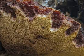 Attēlu rezultāti vaicājumam “Fistulina hepatica”