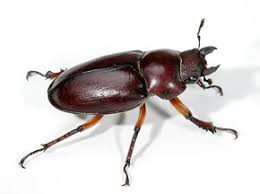 Attēlu rezultāti vaicājumam “Lucanidae”