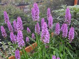 Attēlu rezultāti vaicājumam “Dactylorhiza fuchsii flower”