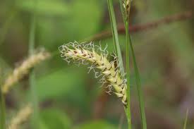 Attēlu rezultāti vaicājumam “Carex vesicaria”