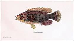 Image result for Symphodus melops
