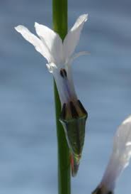 Attēlu rezultāti vaicājumam “Lobelia dortmanna flower”