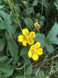 Attēlu rezultāti vaicājumam “Potentilla reptans flower”