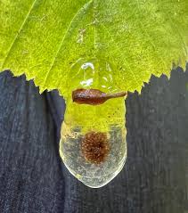 Attēlu rezultāti vaicājumam “Glyphotaelius pellucidus”