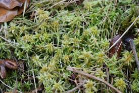 Attēlu rezultāti vaicājumam “Sphagnum contortum”
