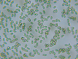 Attēlu rezultāti vaicājumam “Lentaria epichnoa”