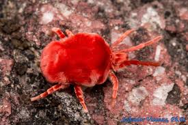 Attēlu rezultāti vaicājumam “Trombidiidae”