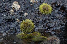 Image result for Strongylocentrotus droebachiensis