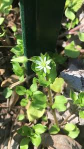 Attēlu rezultāti vaicājumam “Stellaria media flower”