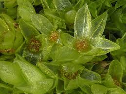 Attēlu rezultāti vaicājumam “Funaria hygrometrica”