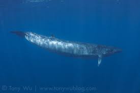 Image result for Balaenoptera omurai