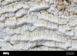 Attēlu rezultāti vaicājumam “Antrodia”