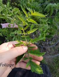 Afbeeldingsresultaat voor marizol purple tomato