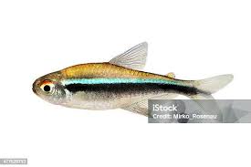 Attēlu rezultāti vaicājumam “Tetratoma ancora”