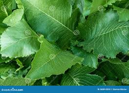 Attēlu rezultāti vaicājumam “Armoracia rusticana leaf”