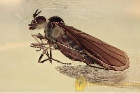 Attēlu rezultāti vaicājumam “Empididae”