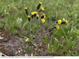 Attēlu rezultāti vaicājumam “Hieracium”