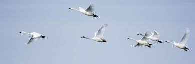 Image result for Sussex Swans