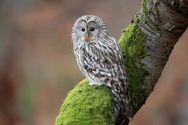 Attēlu rezultāti vaicājumam “Strix uralensis adult”