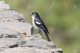 Attēlu rezultāti vaicājumam “Fringilla coelebs male”