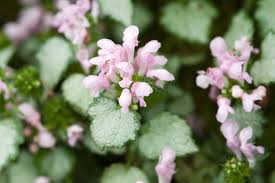Attēlu rezultāti vaicājumam “Lamium maculatum”